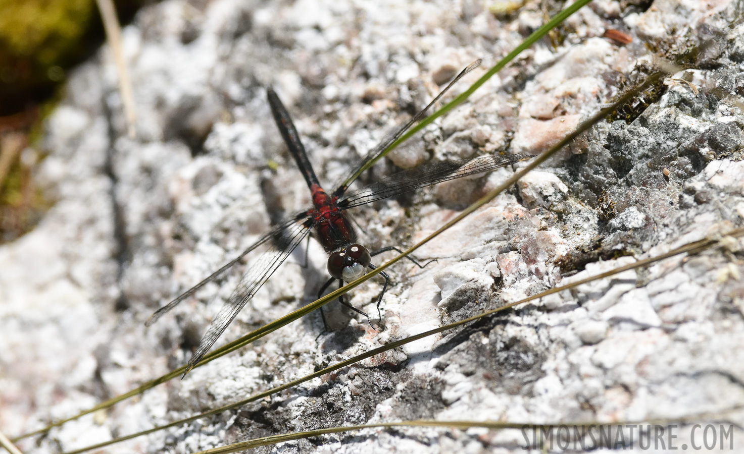 Sympetrum obtrusum [400 mm, 1/5000 Sek. bei f / 8.0, ISO 1600]